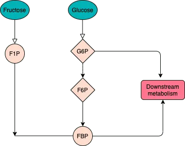 The metabolic pathway of glucose and fructose