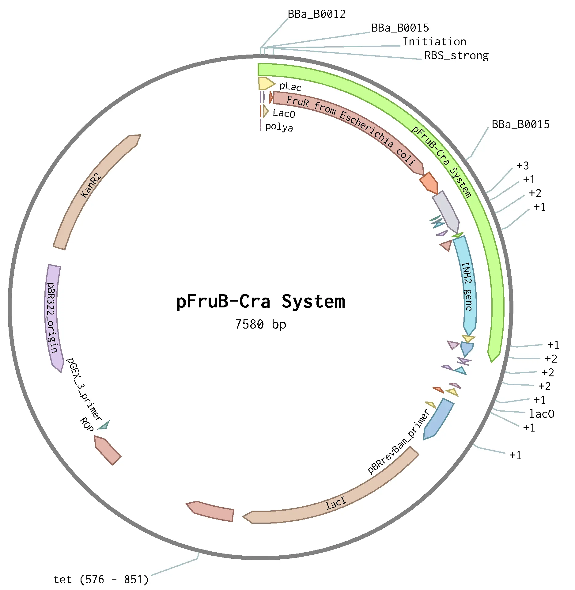 Plasmid for the pFruB-Cra Module