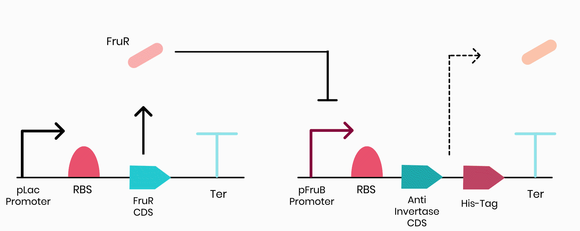 The behaviour of the FruR-Cra construct in the absence of fructose