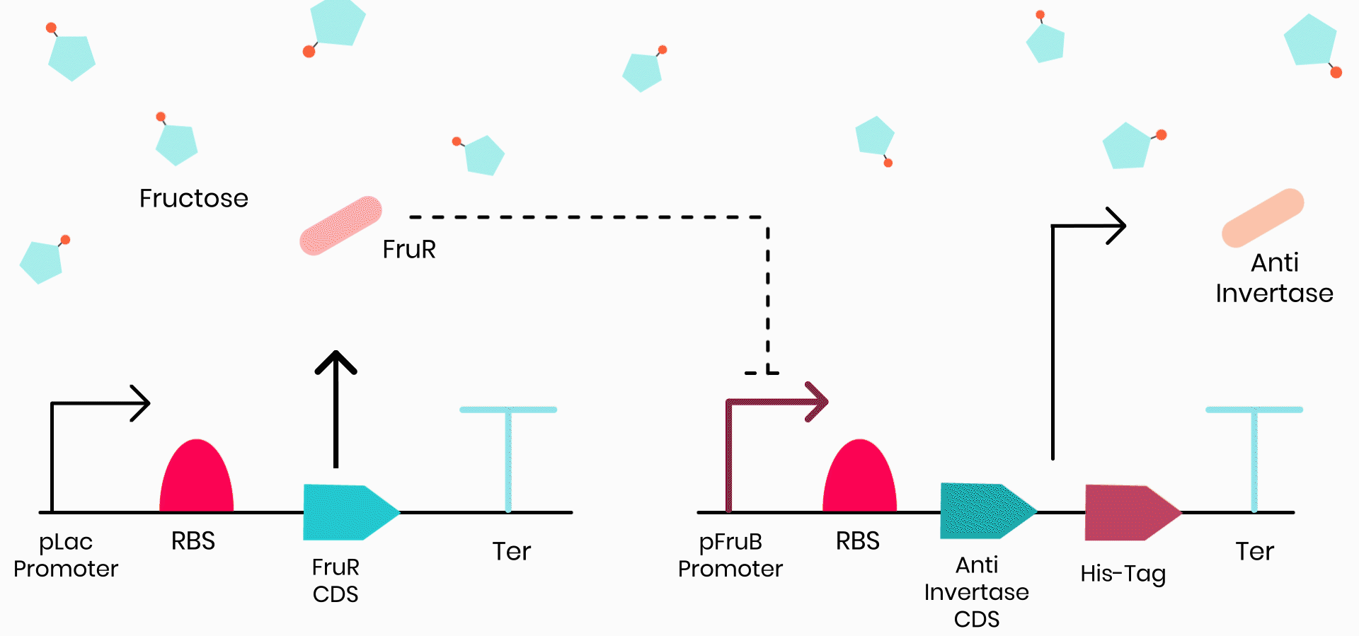 The behaviour of the FruR-Cra construct in the presence of fructose
