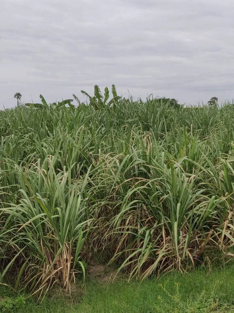 A Sugarcane farm in Mandya